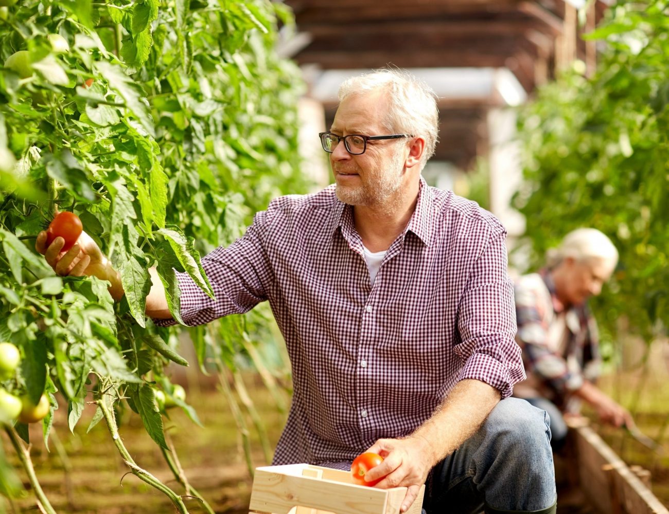 old-man-picking-tomatoes-up-at-farm-greenhouse-P592H4A-scaled.jpg